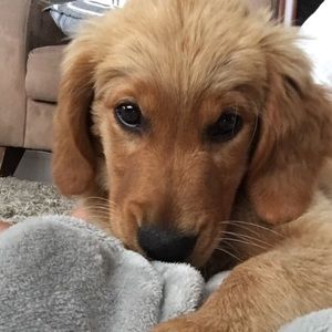 Meet your Posher, Lexi